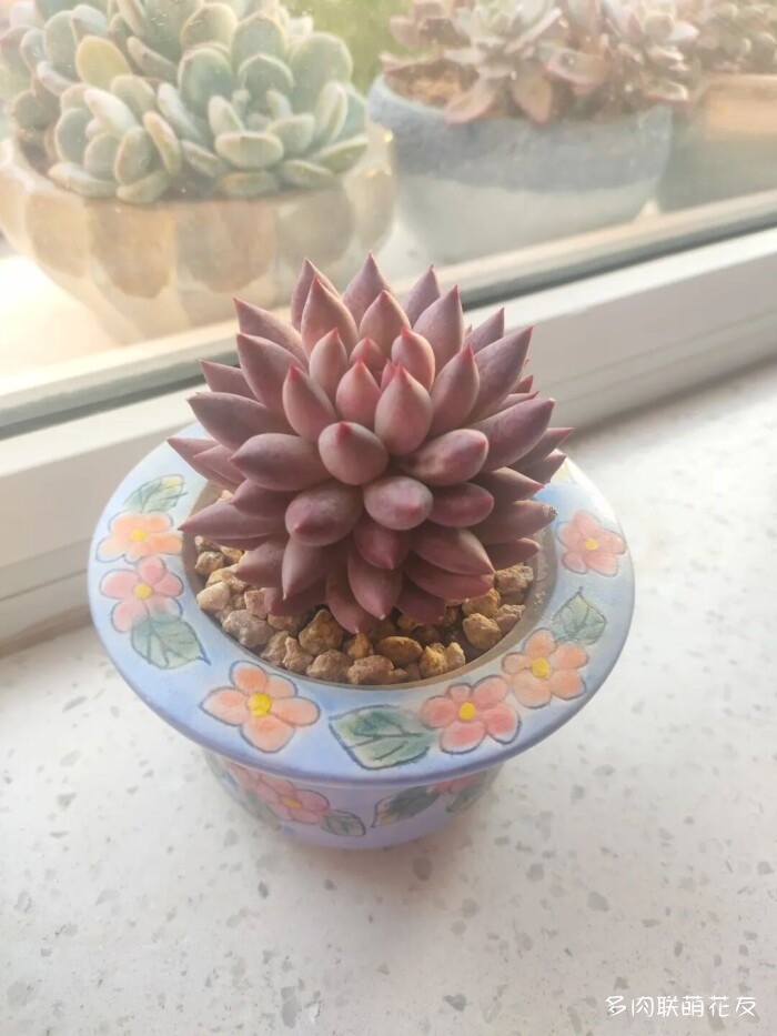 秋天的多肉