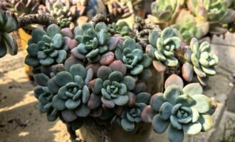 太阳出来了，假装看了一场多肉展
