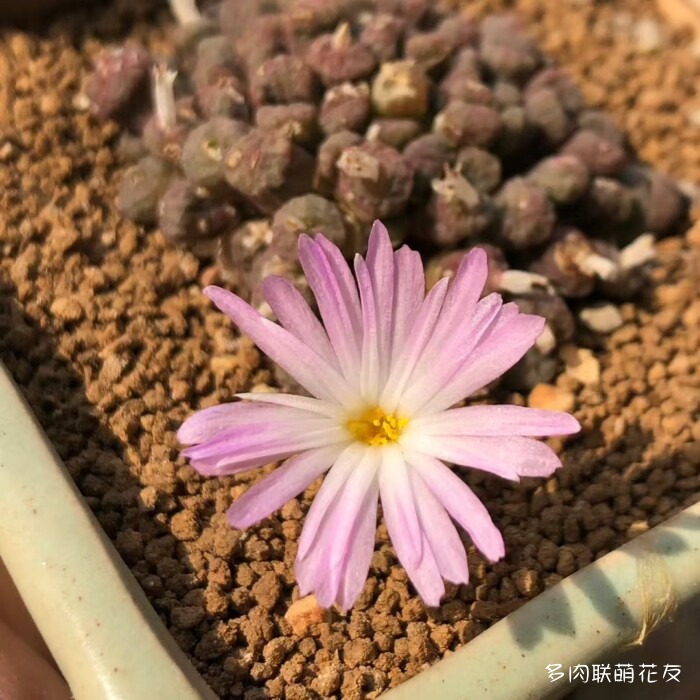 秋天的多肉