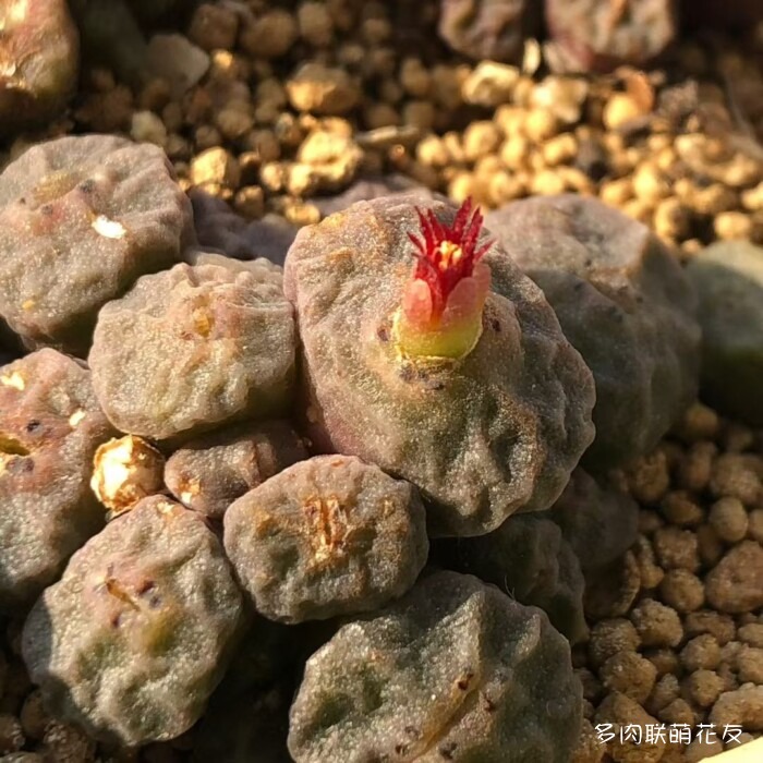 秋天的多肉