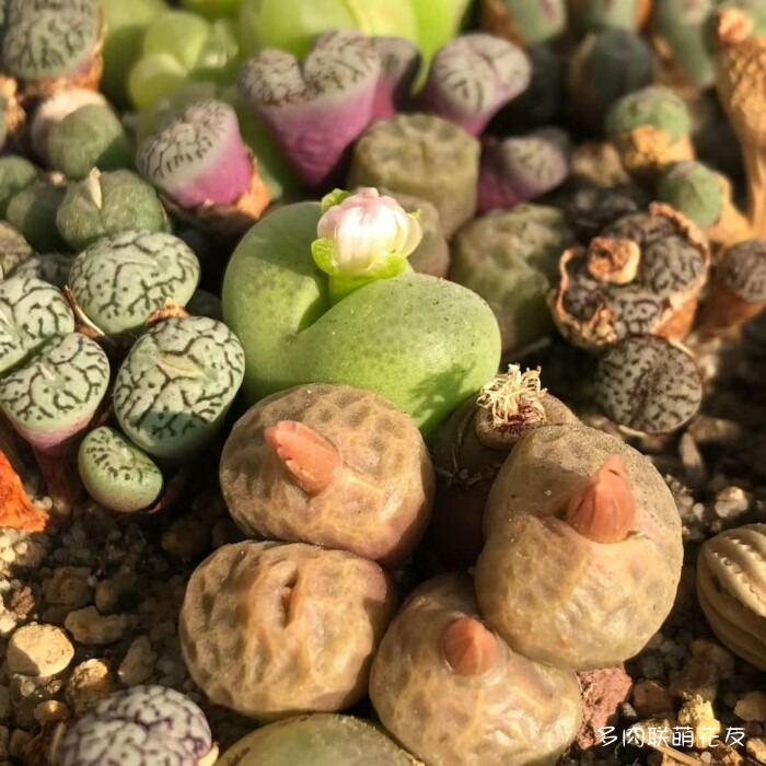 秋天的多肉