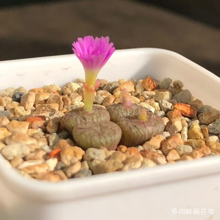 秋天的多肉
