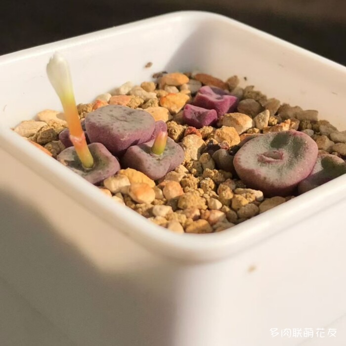 秋天的多肉