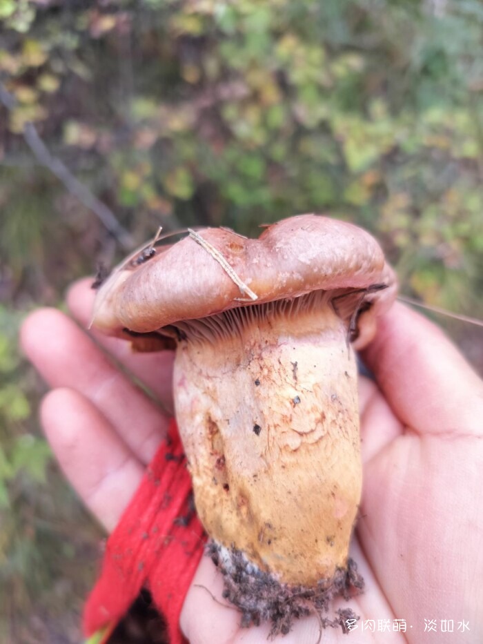 东北秋天的多肉