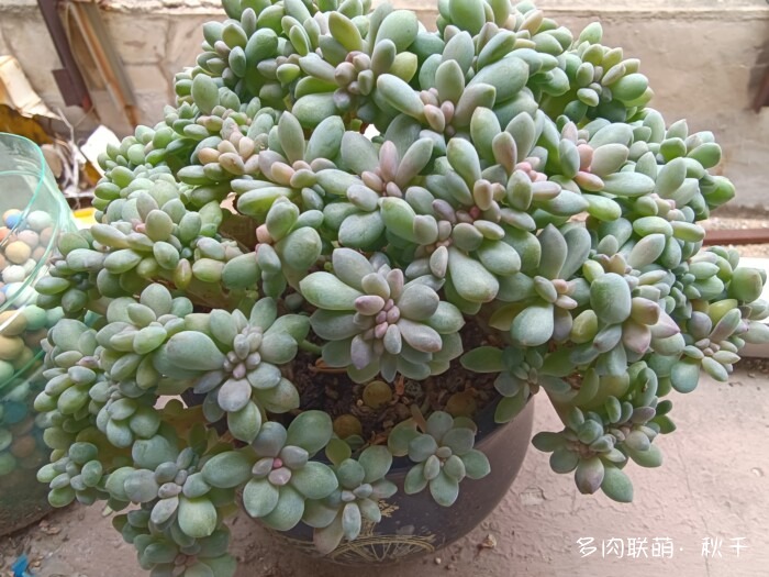 秋天开始上色的多肉