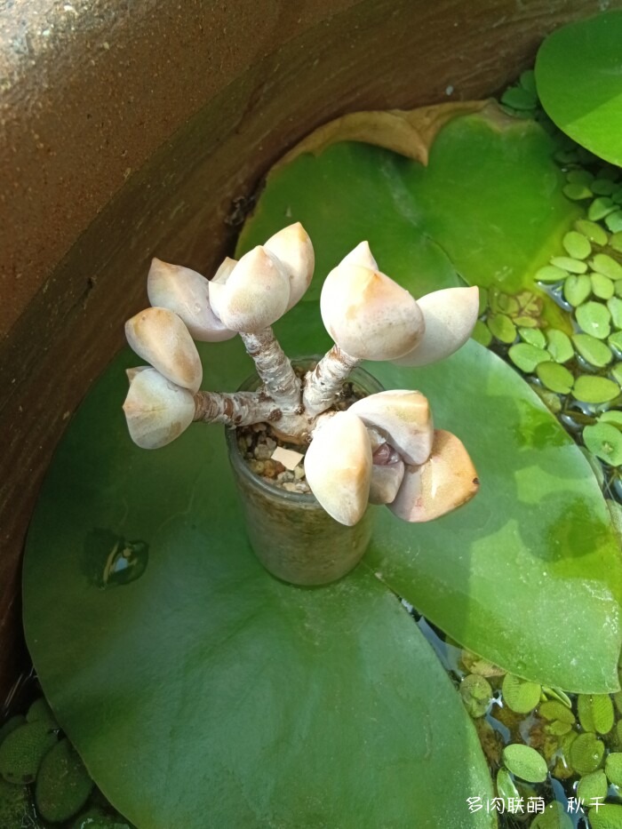 秋天开始上色的多肉