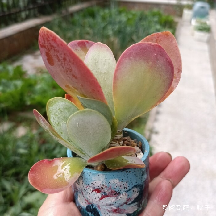 秋天开始上色的多肉