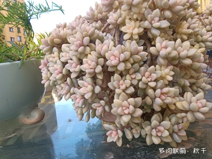 秋天开始上色的多肉