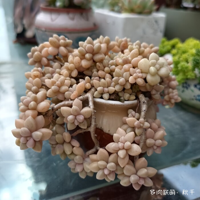 秋天开始上色的多肉