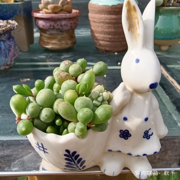 秋天开始上色的多肉