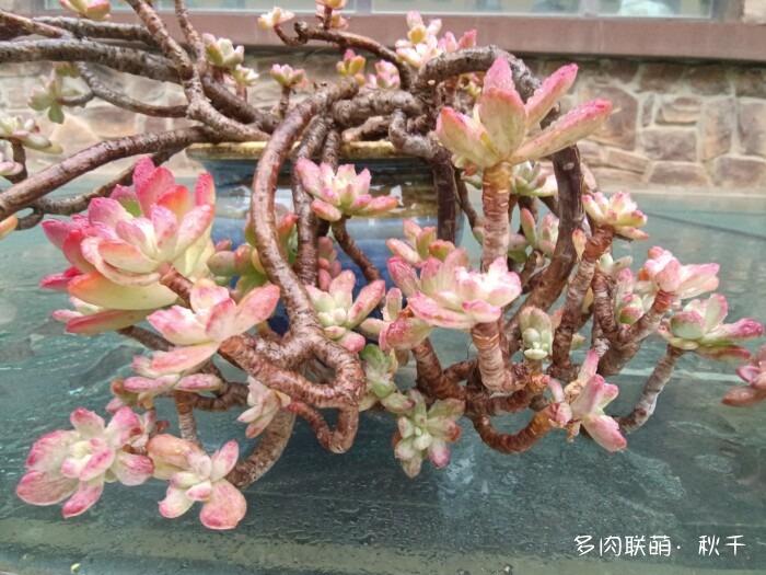 秋天开始上色的多肉