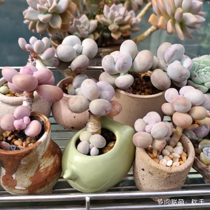 秋天开始上色的多肉