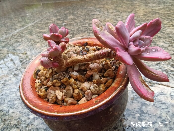 秋天开始上色的多肉