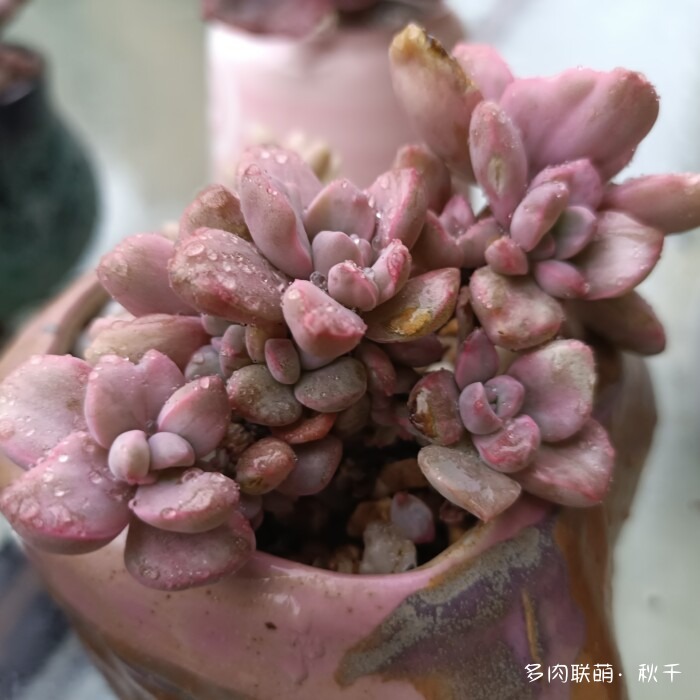 秋天开始上色的多肉
