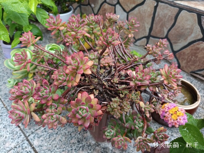 秋天开始上色的多肉