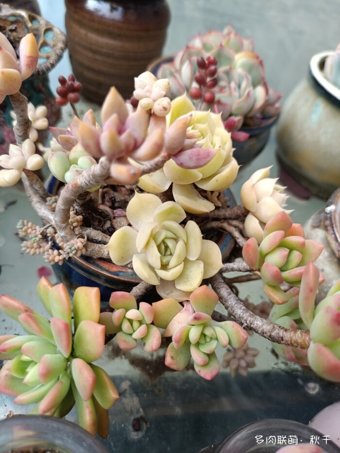 秋天开始上色的多肉