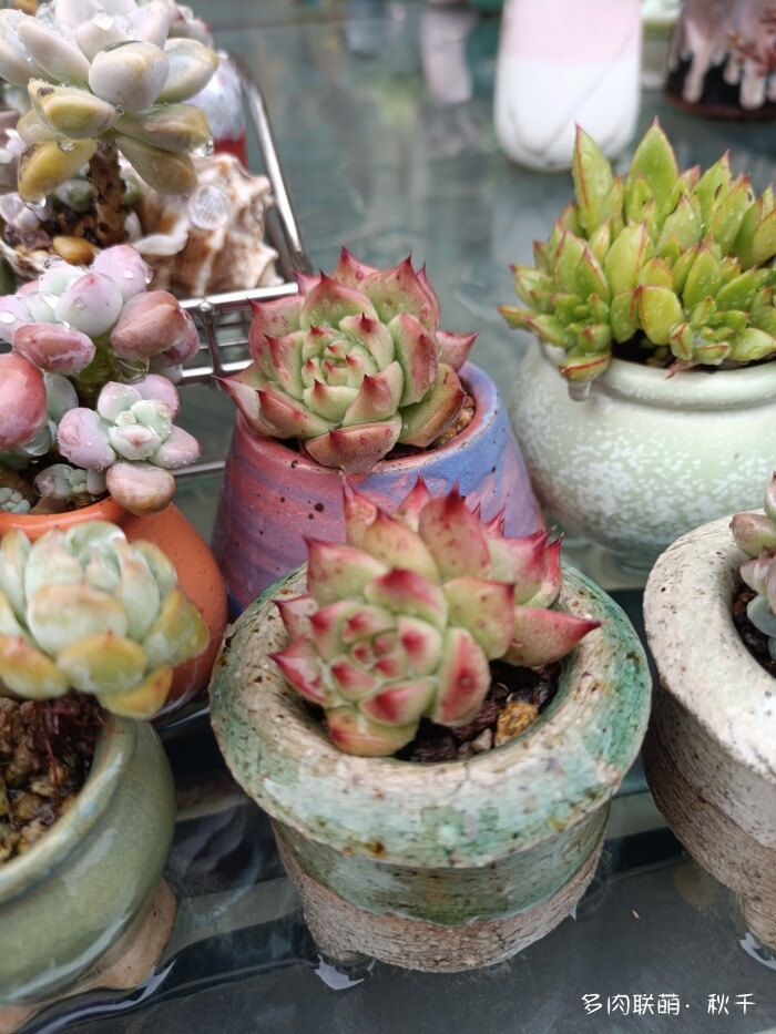 秋天开始上色的多肉