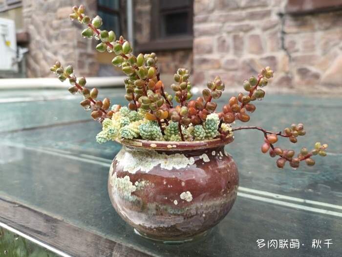 秋天开始上色的多肉