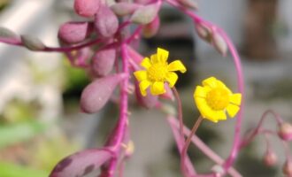 黄花紫玄月，专场来炫炫