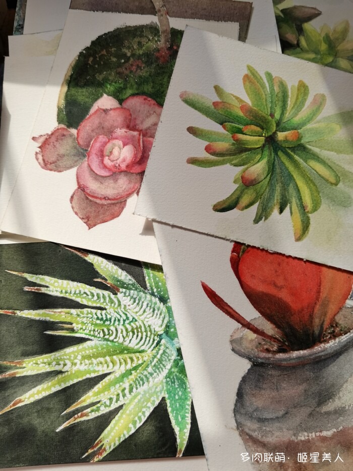 给多肉画个画