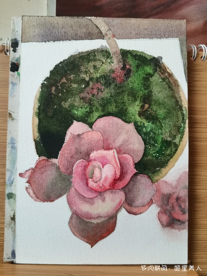 给多肉画个画