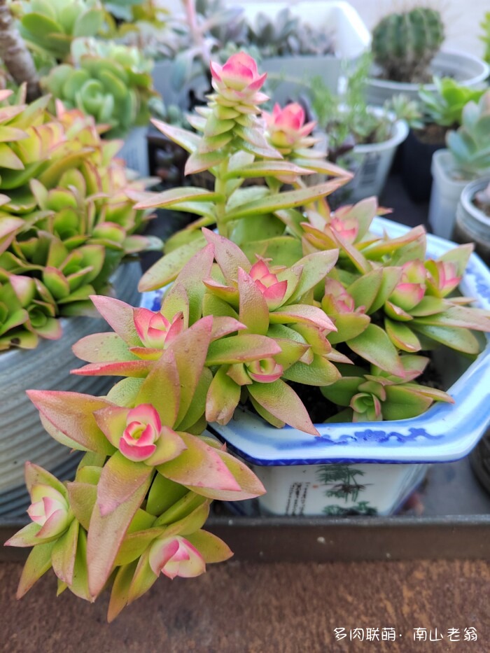 秋天刚上色的多肉