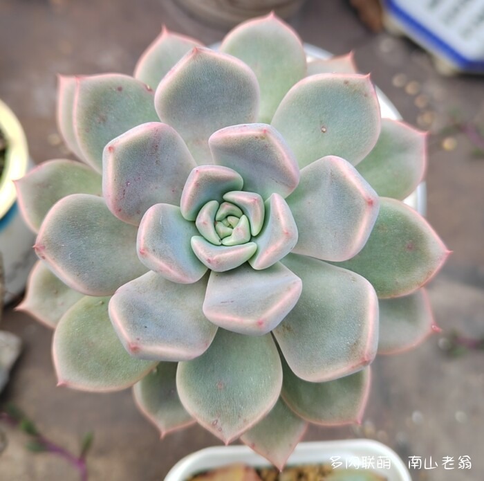 秋天刚上色的多肉