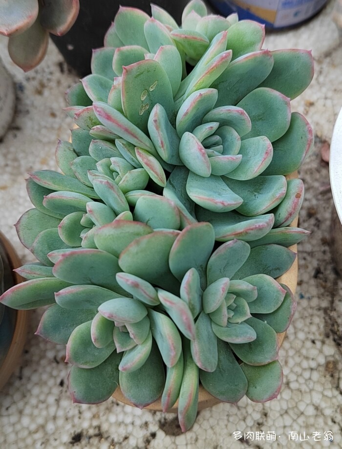 秋天刚上色的多肉