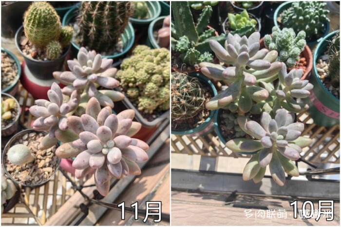 秋天的多肉