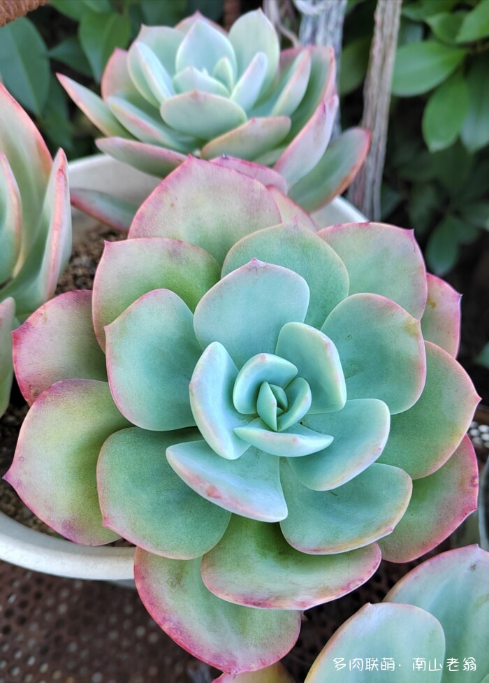 秋天刚上色的多肉