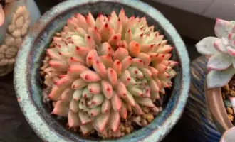 没有秋天的秋天