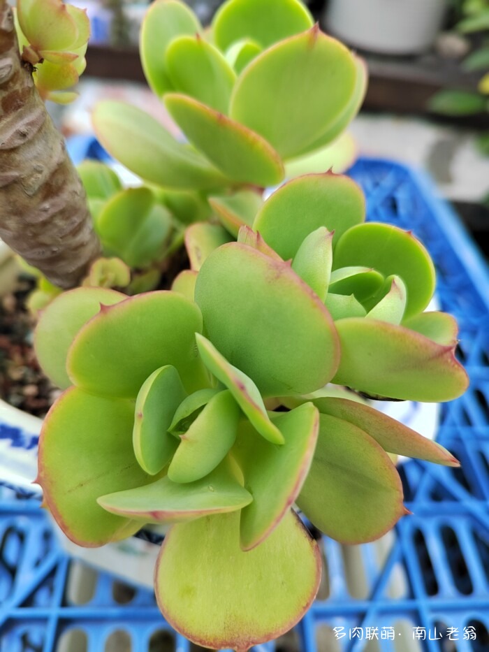 秋天刚上色的多肉