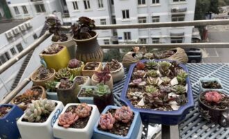 9年多肉之路，从多到少