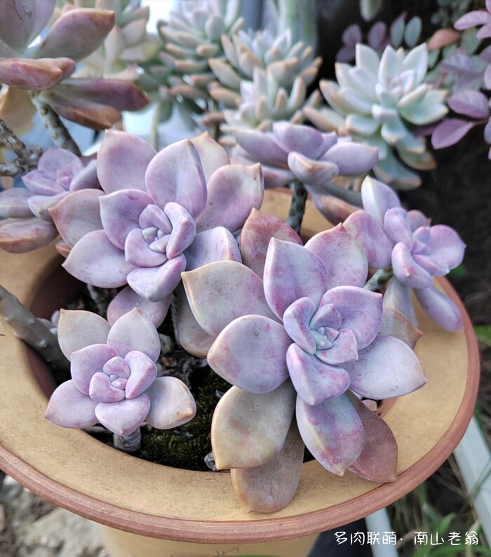 秋天刚上色的多肉