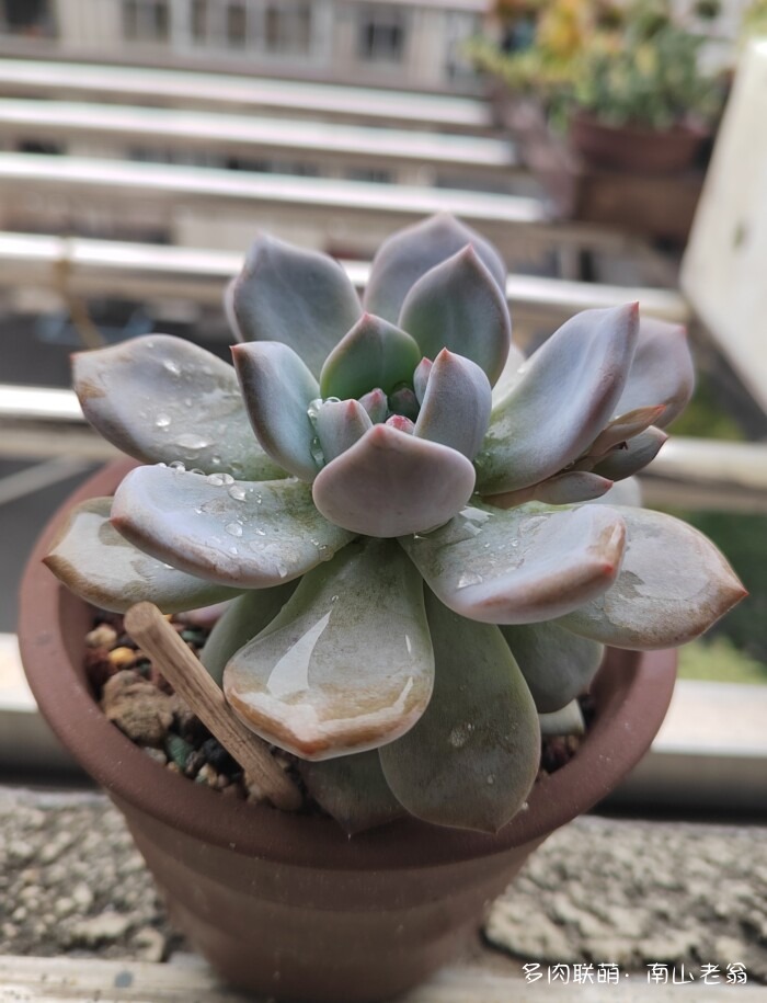 秋天刚上色的多肉