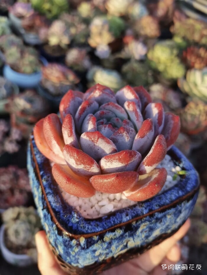 秋天的多肉