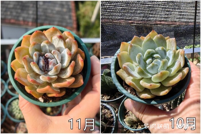 秋天的多肉
