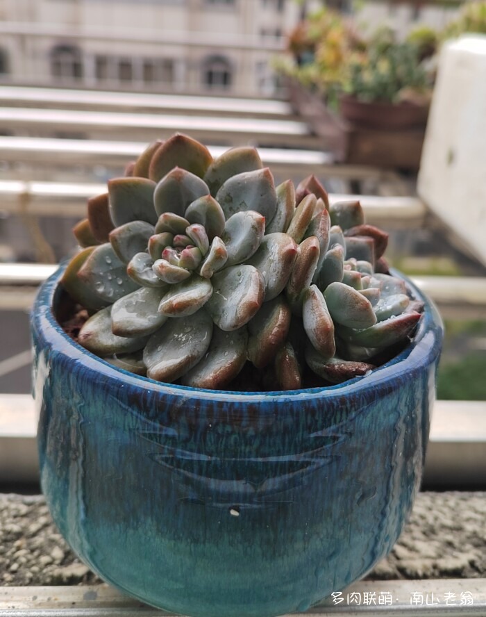 秋天刚上色的多肉