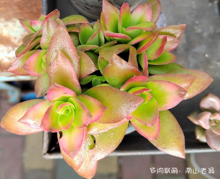 秋天刚上色的多肉