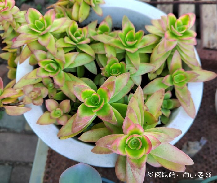 秋天刚上色的多肉