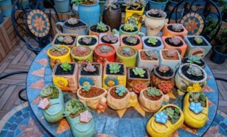 年年岁岁盆相似，岁岁年年肉不同