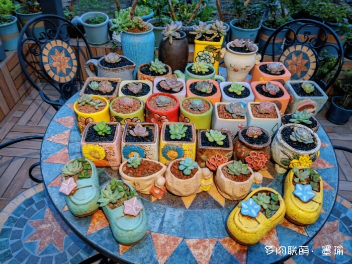 陕西秋天的多肉