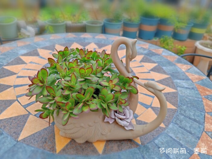 陕西秋天的多肉