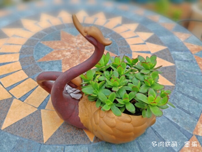 陕西秋天的多肉