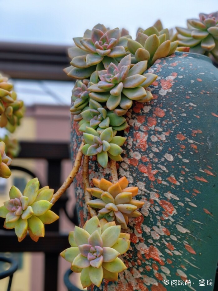 陕西秋天的多肉