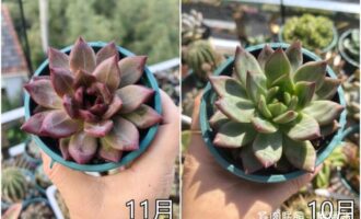 十一月多肉对比图来噜