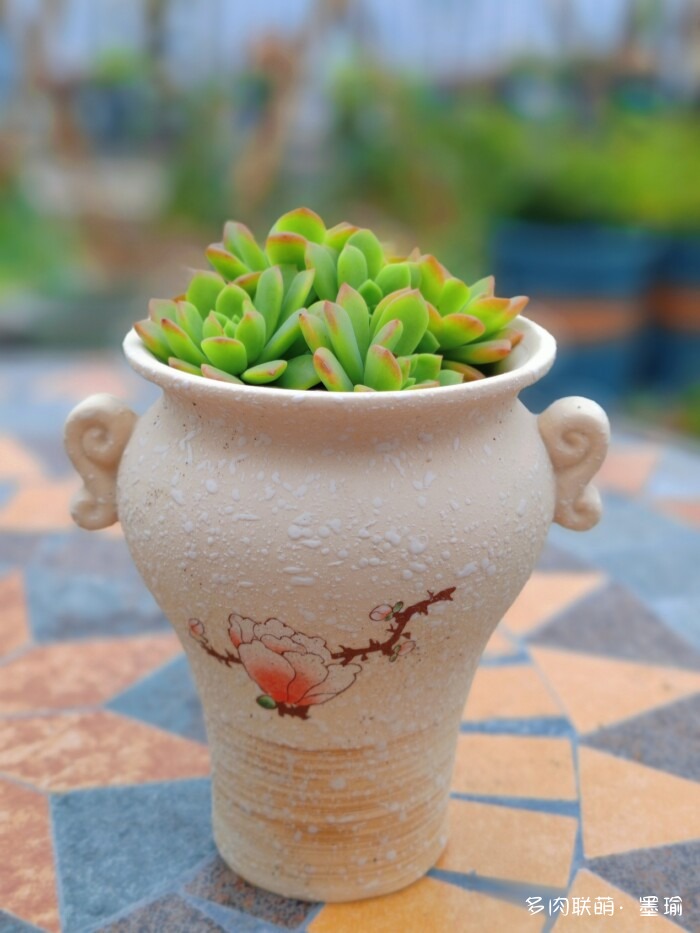 陕西秋天的多肉