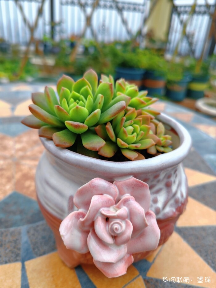 陕西秋天的多肉