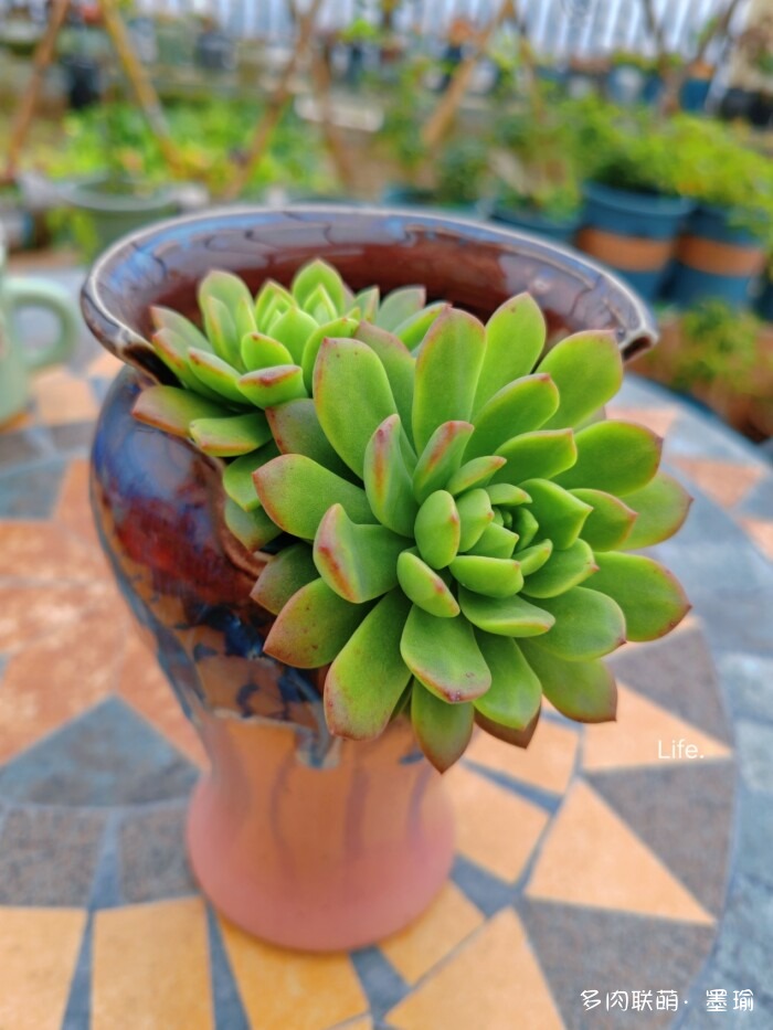 陕西秋天的多肉