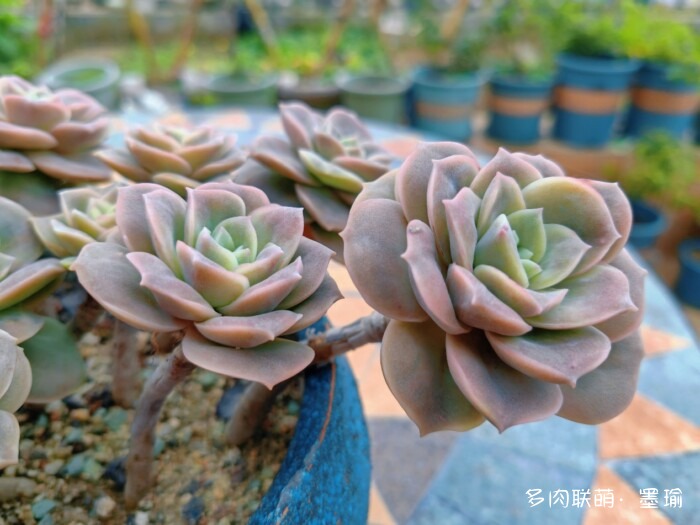 陕西秋天的多肉